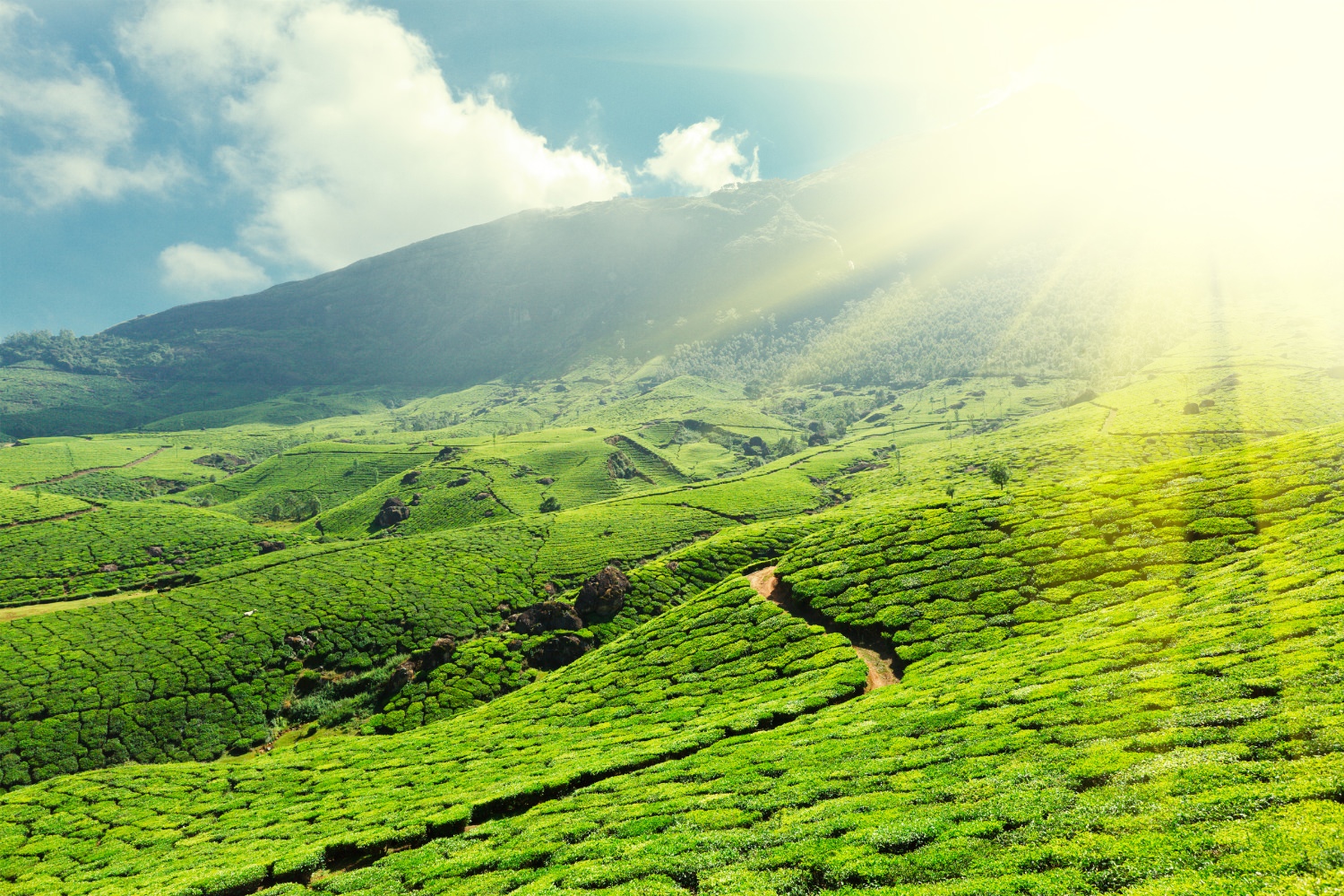 A global sustainable resources group uses Aicadium’s computer vision algorithms to detect tree health captured through drone footage